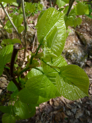 Basswood Leaves